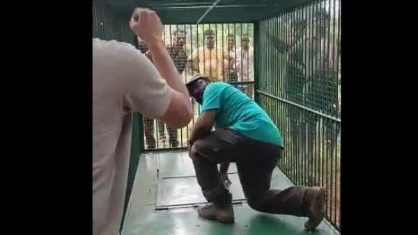 అనకాపల్లిలో పెద్దపులి కోసం యూపీ బోను రెడీ-ఇవాళ పట్టుబడే అవకాశం !