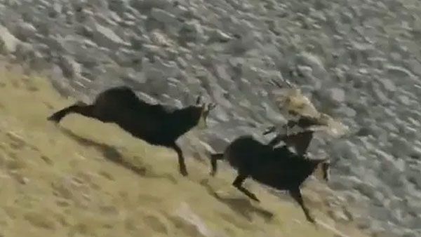 కొండ గొర్రె వర్సెస్ డేగ, పర్వతం నుంచి నేలకు,, వైరల్