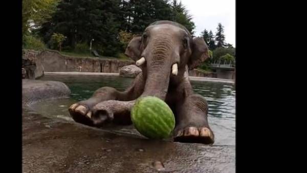 viral video:పుచ్చకాయ తింటున్న గజరాజు, తాబేలు కూడా.. వైరల్