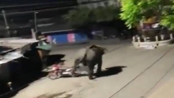 Viral Video: ఏనుగు చేసిన పని చూస్తే వావ్ అనాల్సిందే..