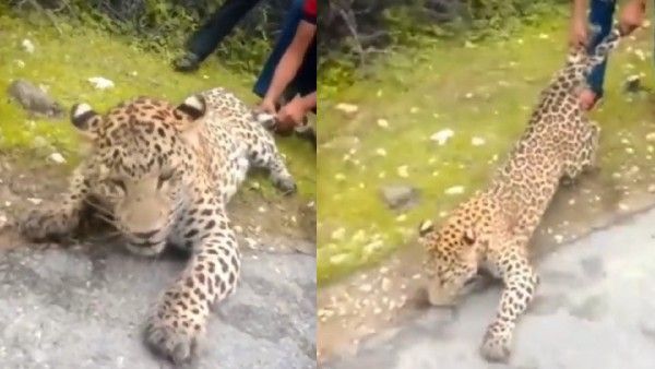 Viral Video: చిరుత పులితో ఆటలా.. ఫైర్ అవుతున్న నెటిజన్లు..