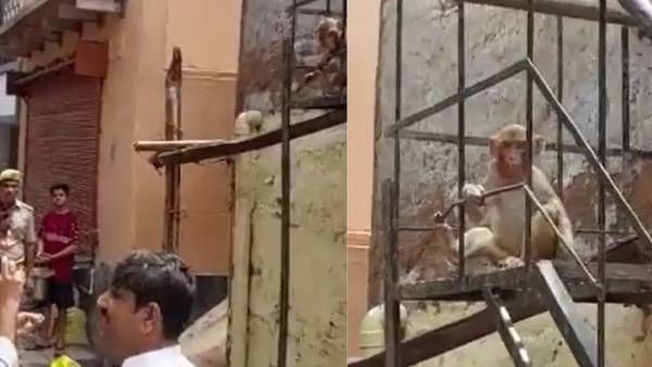 Viral Video:కోతా..మజాకా, ఐఏఎస్ అద్దాలు తీసుకొని మరీ, ఎక్కడంటే