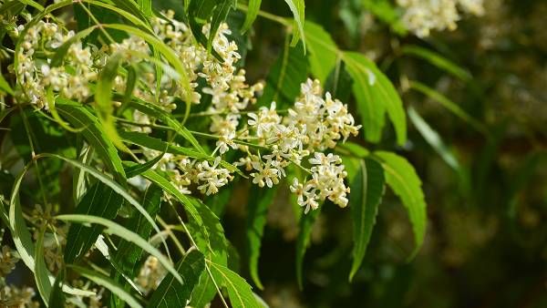 Neem Tree: మీ దగ్గరలో వేపచెట్టు ఉందా.. అయితే మీ ఆరోగ్యానికి చింత లేదు..!