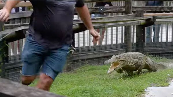 Viral video:ఏందీ స్వామి ఇదీ.. మొసలి ముందు పరుగు, వైరల్.. అమేజింగ్ అంటూ