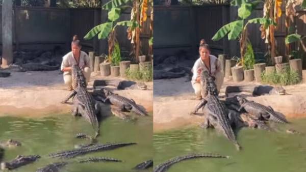 Viral Video:మ్యాడీ యూఆర్ గ్రేట్.. 30 మొసళ్లు ఉన్నా, ఫుడ్ ఇస్తూ..వైరల్