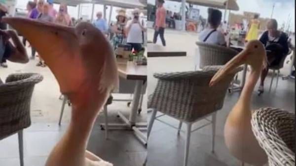 Viral video:ఇదేంటి.. రెస్టారెంట్‌లో పక్షి, విచిత్ర అరుపులు, వైరల్