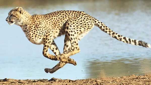 ఆ చీతాలొచ్చేశాయ్..: మోదీ జన్మదిన కానుకగా..!!