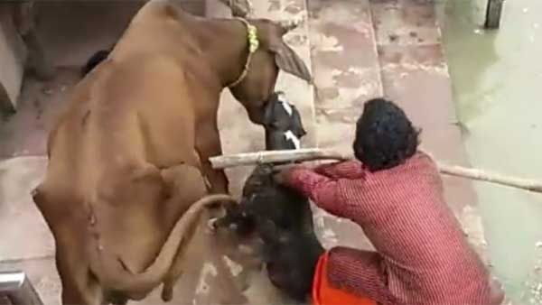 Viral video:ఆవుపై శునకం ప్రతాపం, కర్రతో కొడితేకానీ వదల్లేదు.. వైరల్