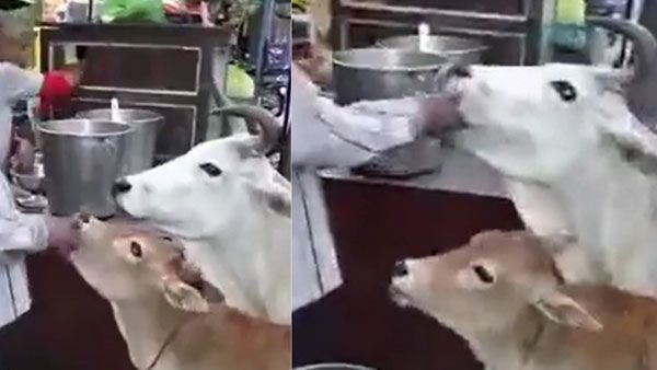 Viral Video: పానీ పూరీ తింటున్న ఆవు, దూడ.. వీడియో వైరల్..
