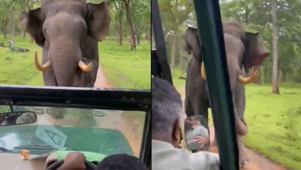 Viral Video: బొలెరో పైకి దూసుకొచ్చిన ఏనుగు.. డ్రైవర్ ఏం చేశాడంటే..