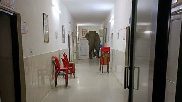 viral:ఆస్పత్రిలోకి గజరాజులు.. వీడియో వైరల్