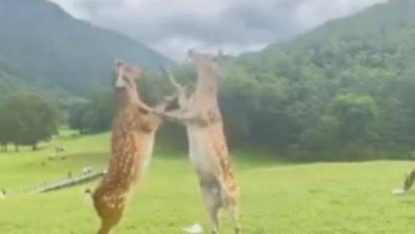 Viral video:ఏందీ ఇదీ..జనాలే కాదు జింకలు కూడానా..? ఏమీ ఫైట్ రా నాయానా