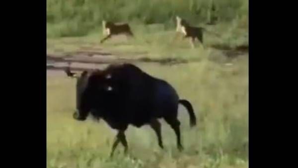 Viral Video: దాడికి దిగిన సింహాలు.. వీరోచిత పోరాటం చేసిన అడవి దున్న.. చివరికి ఏమైందంటే..