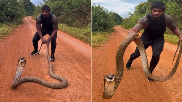 Viral Video: చెమటలు పట్టించిన కింగ్ కోబ్రా.. స్నేక్‌ క్యాచర్‌కు త్రుటిలో తప్పిన ప్రమాదం..