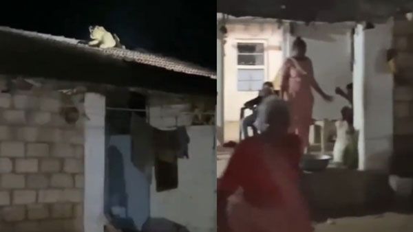 Viral Video: ఇంటిపై సింహం.. ఇంట్లో మనుషులు.. వైరల్ అయిన వీడియో..