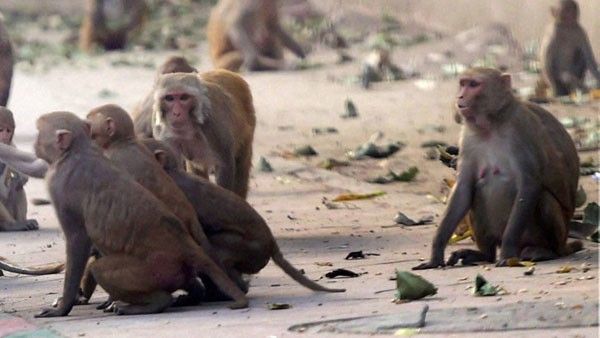 కలకలం: కోతుల గుంపు దాడిలో వృద్ధురాలు మృతి