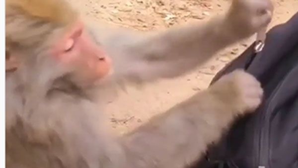 Viral video:దొంగ కోతి.. బ్యాగ్ జిప్ తీసి మరీ దొంగతనం, పరార్..