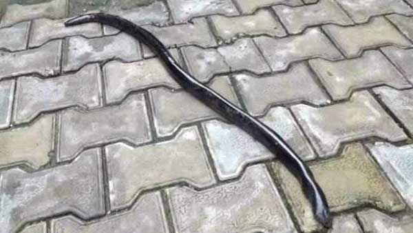 Snake Bite: పామును పట్టుకున్నాడు.. కానీ ఆ పామే కాటేసింది..