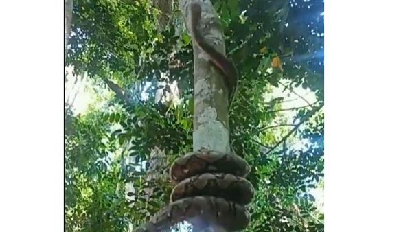 Viral Video: క్షణాల్లో చెట్టు ఎక్కెసిన కొండచిలువ.. వీడియో చూస్తే షాక్..