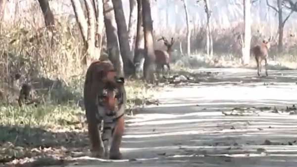 Viral Video: జాలి చూపిందా.. కడుపు నిండిందా.. వైరల్ అయిన పులి వీడియో..