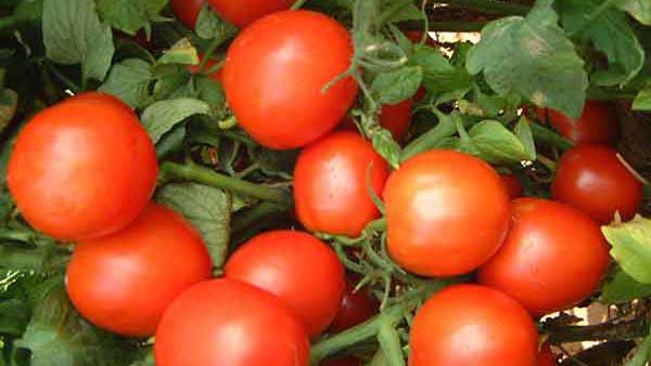  health tips: టమాటాలే అని తక్కువగా చూస్తున్నారా? ఆరోగ్యం కాపాడటంలో వాటివిలువ తెలిస్తే అవాక్కవుతారు!! 