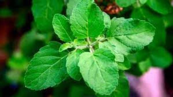 Tulasi Benefits: మీ ఇంట్లో తులసి ఉందా.. అయితే మీకు మెడిసిన్స్ అవసరం తక్కువే..!