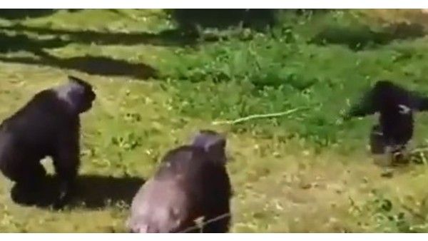 Viral Video: పాముతో చింపాంజీ ఆట.. చివరికి ఏమైందంటే..