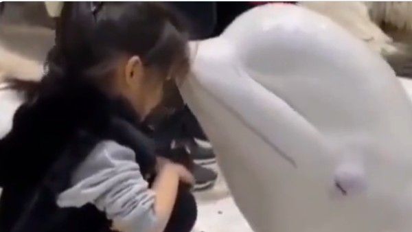 Viral video:వావ్..చిన్నారిని కిస్ చేసిన డాల్ఫిన్, వైరల్