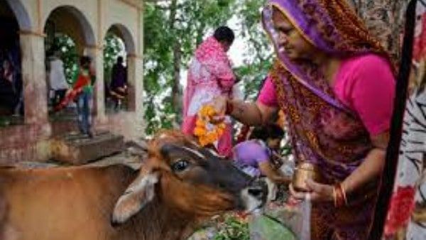 Karthika masam: కార్తీక గోపాష్టమి నేడే; విశిష్టత.. గోవులను పూజిస్తే కలిగే అద్భుత ఫలితమిదే!!