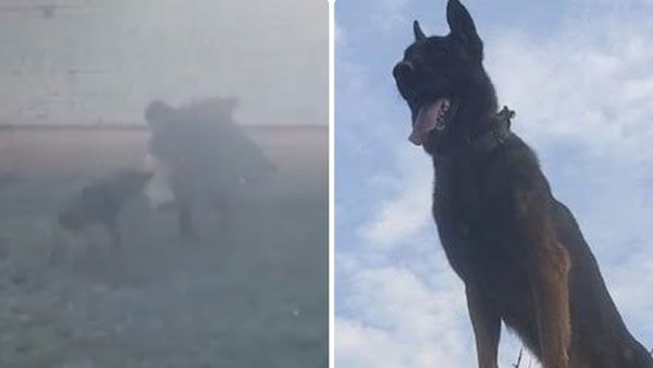 ఆర్మీ డాగ్ జూమ్ క‌న్నుమూత‌.. కాలు, మొహ‌నికి గాయంతో ఆస్ప‌త్రిలో చికిత్స‌