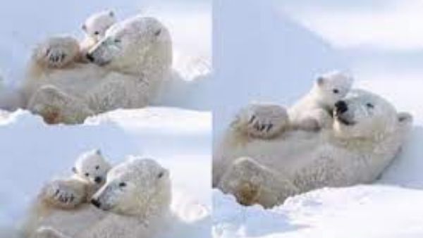 Viral Video:పిల్ల ఎలుగుబంటి మారాం, మంచులో తల్లితో తెగ అల్లరి, వైరల్