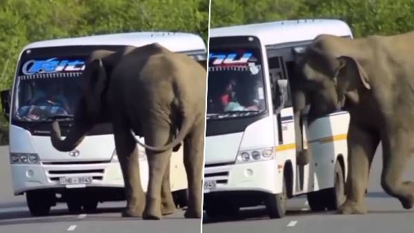 VIRAL:బస్సు డోర్ తీసేందుకు గజరాజు యత్నం, తృటిలో మిస్, ప్యాసెంజర్స్ ఫియర్