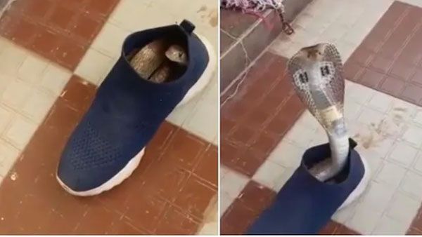 VIRAL VIDEO..వామ్మో.. షూలో న‌క్కిన నాగుపాము, చూడ‌క‌ కాలేస్తే కాటికే..?