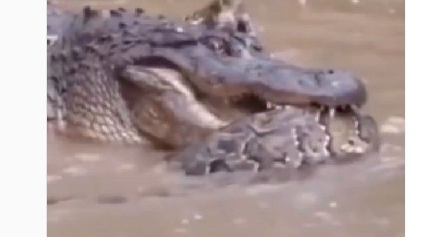 Viral Video:కొండచిలువ- మొసలి పోరాటం, చివరకు ఏదీ గెలిచిందంటే..?