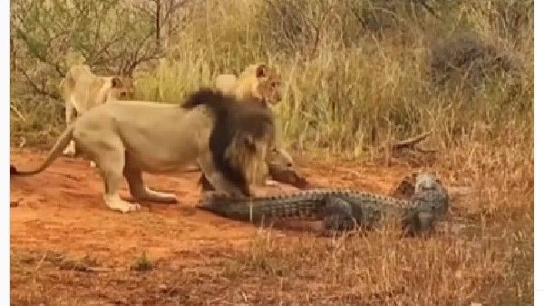 Video:మూడు సింహాలు, మ‌ధ్య‌లో మొస‌లి, దాని ప‌ని అయిపోయిందా.. వైర‌ల్