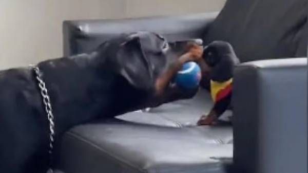 VIRAL VIDEO:కూనకు పప్పీ టీచ్, బాల్ ఎలా ఆడాలో నేర్పుతూ, వైరల్..