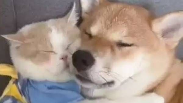 VIRAL VIDEO:బద్ద శత్రువుల స్నేహం, కలిసి ఆడుతూ, పాడుతూ, జలకాటలాడుతూ..