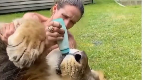 VIRAL:వీడు మాములోడు కాదు.. సింహానికి పాలు పడుతూ, వైరల్..