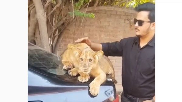 VIRAL VIDEO:వామ్మో.. సింహం పిల్లలతో ఆటలు, ఏం చేసిందంటే, వైరల్