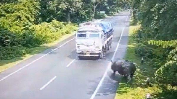 Viral Video: అకస్మాత్తుగా రోడ్డుపైకి ఖడ్గమృగం.. తర్వాత ఏం జరిగిందంటే..?