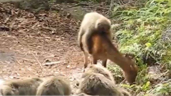 viral video.. వావ్.. జాతి వైరం మ‌ర‌చి, జింక‌పై కోతి షికారు, వైర‌ల్