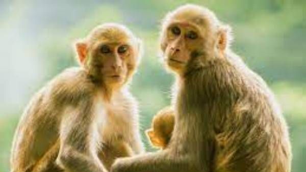 ఆ గ్రామంలో కోతుల పేరిట 32ఎకరాల భూమి; అక్కడ కోతులకు ప్రత్యేక స్థానం.. ఎక్కడంటే!!