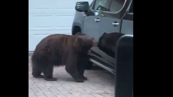 viral video.. వామ్మో..కారులోకి ఎలుగుబంటి, అర‌చి గోల చేసిన మ‌హిళ‌, ఏం జ‌రిగిందంటే