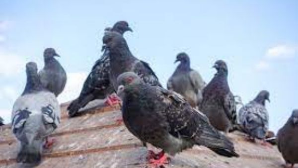 vastu tips: మీ ఇంటికి పావురాలు వస్తున్నాయా? శుభమా.. అశుభ సంకేతమా.. తెలుసుకోండి!!