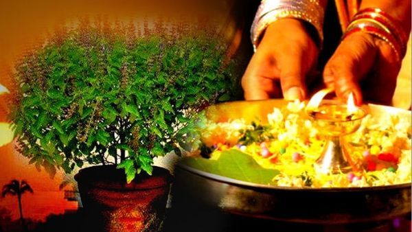 Karthika masam: కార్తీక మాసంలో తులసిని ఎందుకు పూజిస్తారు? తులసి పూజల విశిష్టత ఏంటి?