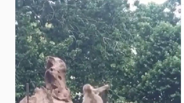 VIRAL:ఏం.. కోతి, పోల్ మీద స్టెప్పులా..? వావ్.. వైరల్