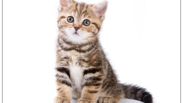 vastu tips: పిల్లి ఎదురుపడితే అశుభసూచకం.. దీని వెనుక పెద్ద కారణమే!!