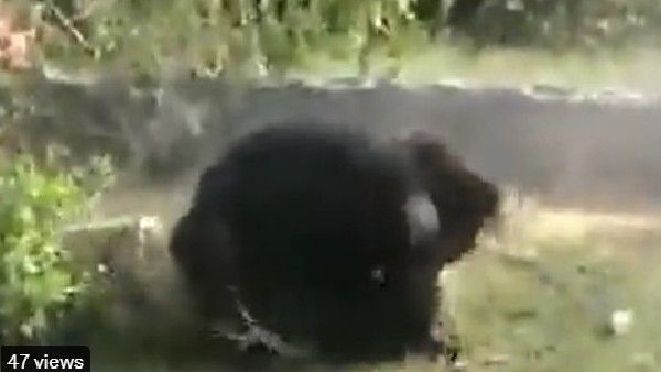 VIRAL VIDEO:ఎలుగుబంటి బీభత్సం, ముగ్గురిపై దాడి, వైరల్