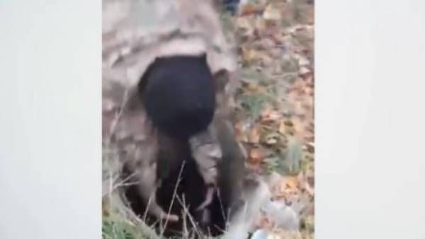 VIRAL VIDEO:అమెజింగ్, బోరులో పడిన పప్పీ, సేవ్ చేసిన జవాన్