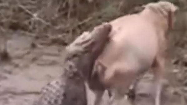 VIRAL:భూమి మీద నూకలు ఉన్నాయ్.. మొసలి నుంచి తప్పించుకున్న ఆవు.. వైరల్